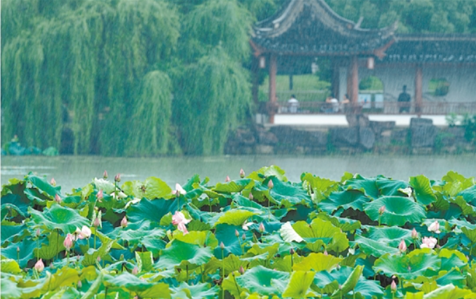 香樟公園 荷花初綻